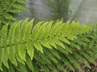 Hardy Fern Polystichum setiferum 'Dahlem'